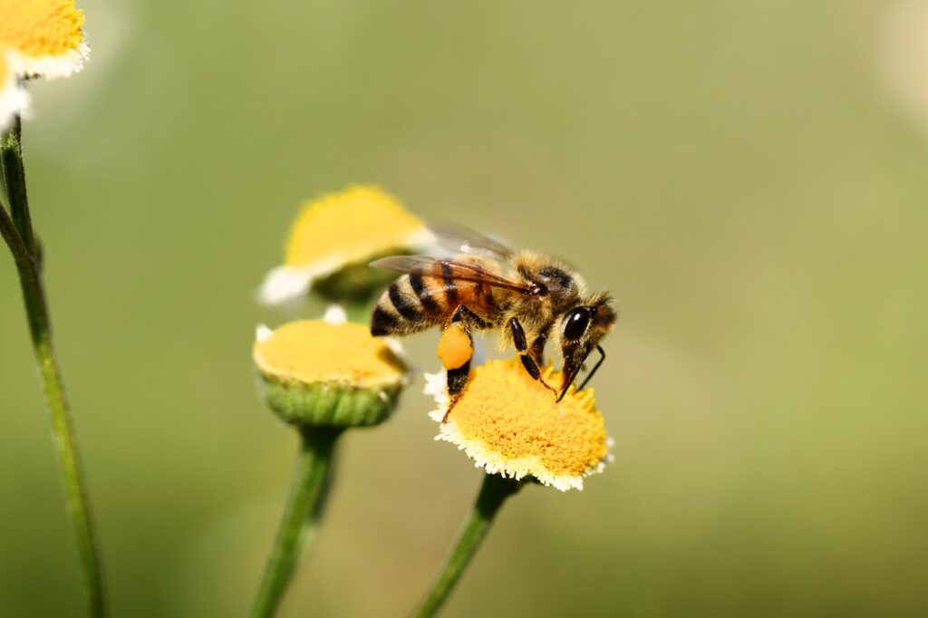 Wild Bees Balance Diet by Choosing Different Flowers