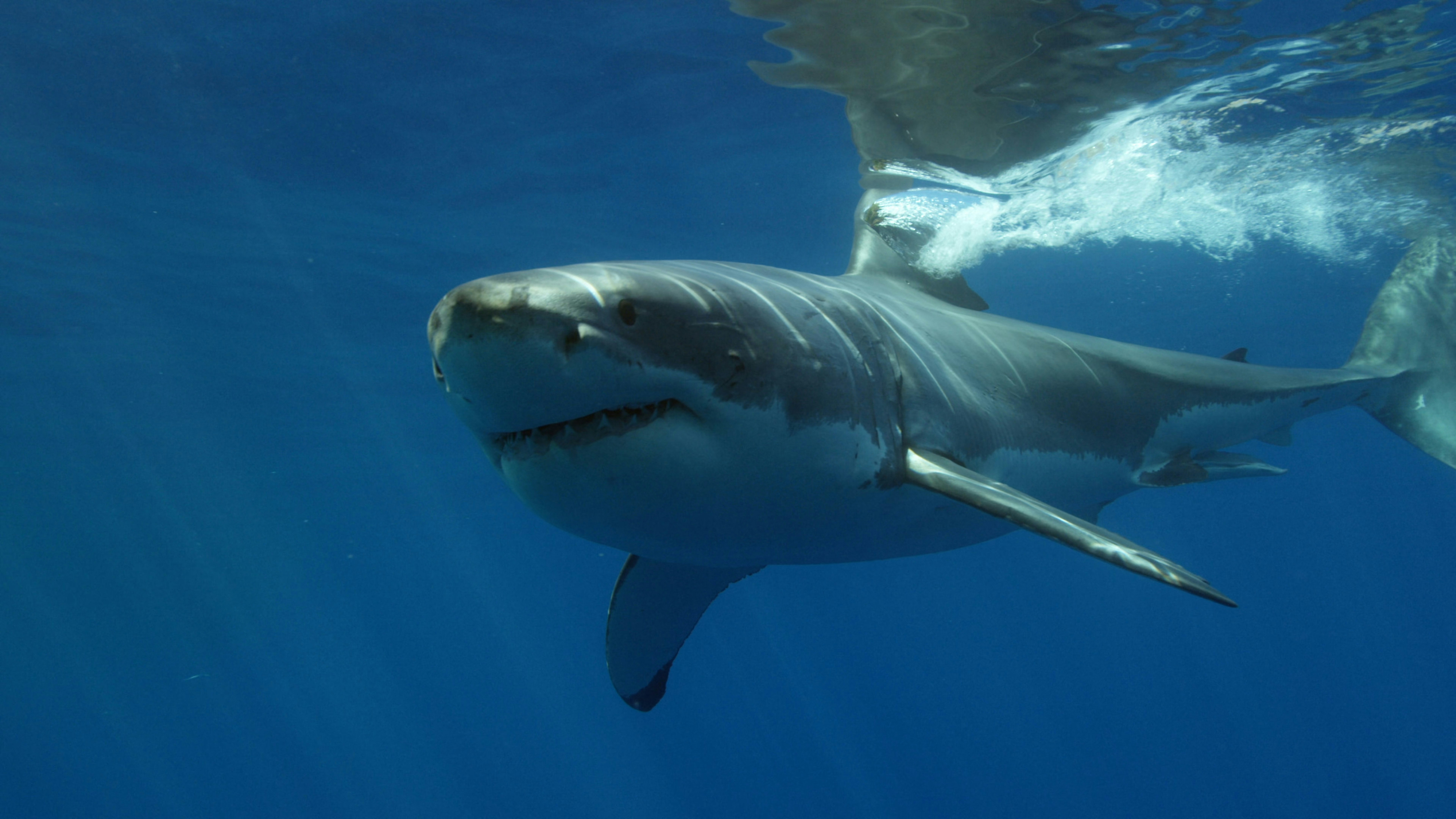 Sharks at Risk from Ocean Acidification