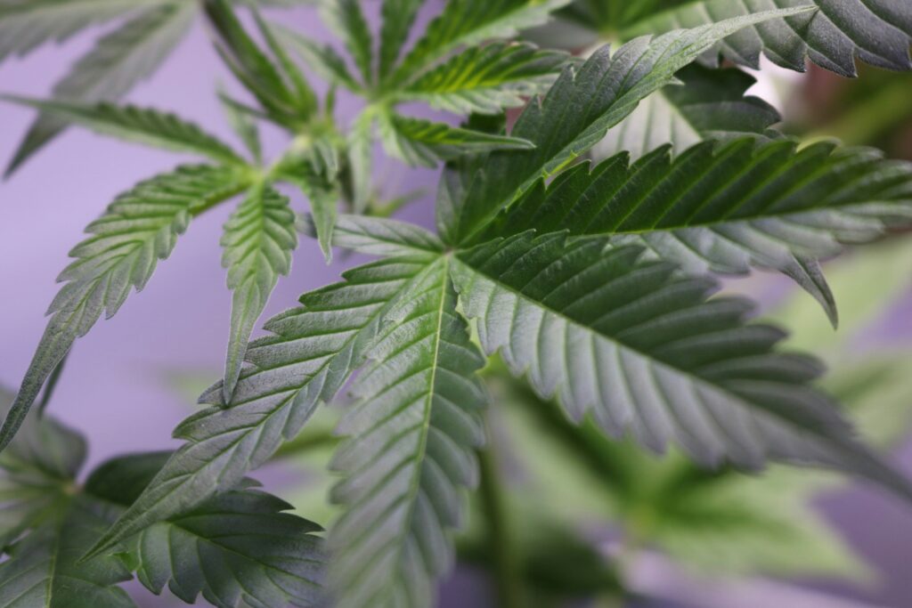 Experimental Cannabis Extract Reduces Chronic Back Pain