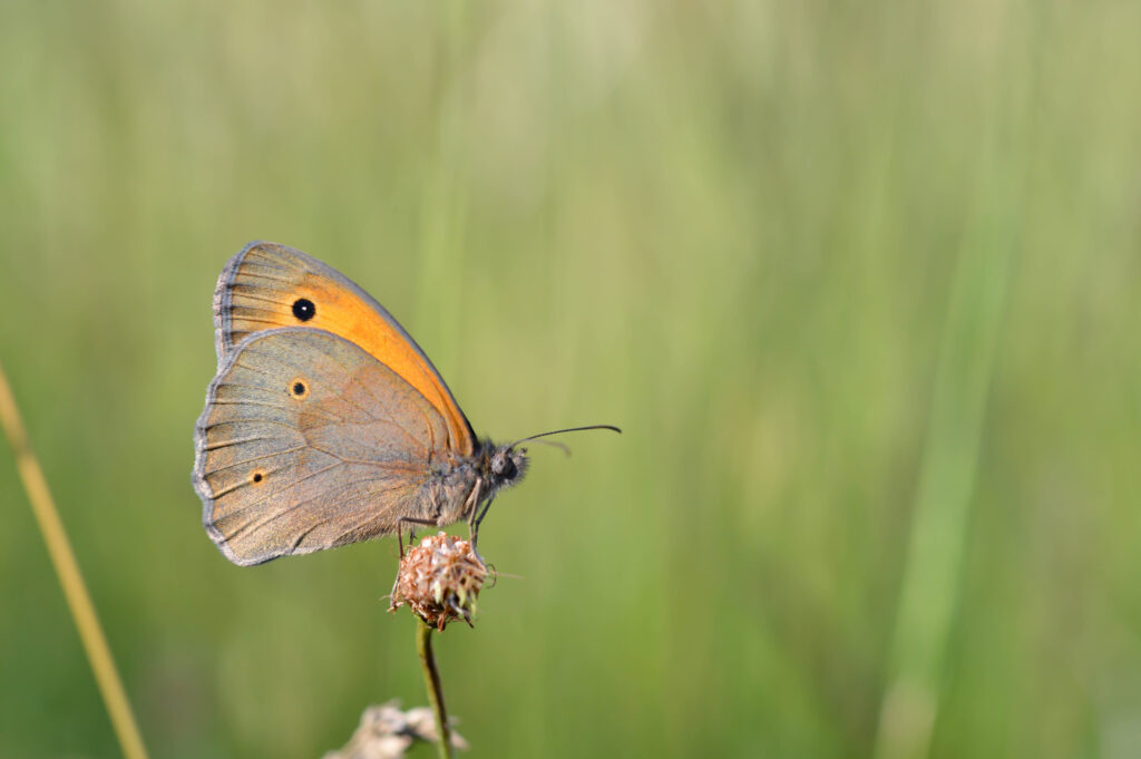 Lancashire Wildlife Trust launches project to restore rare insects