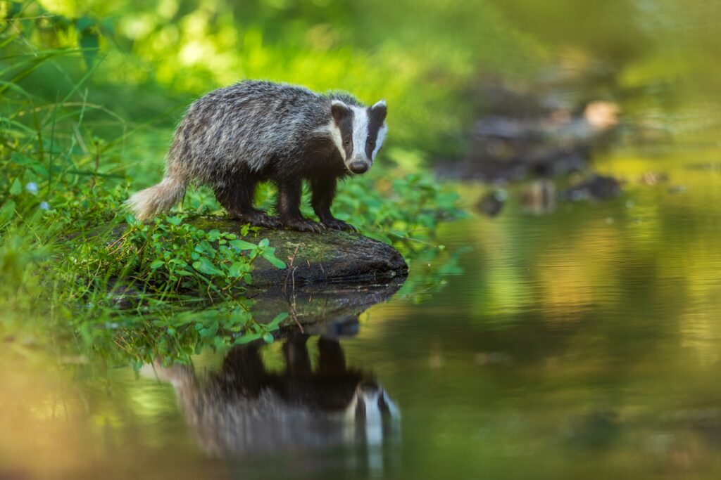 Labour could end badger cull with Covid-style focus on testing and vaccines, report finds