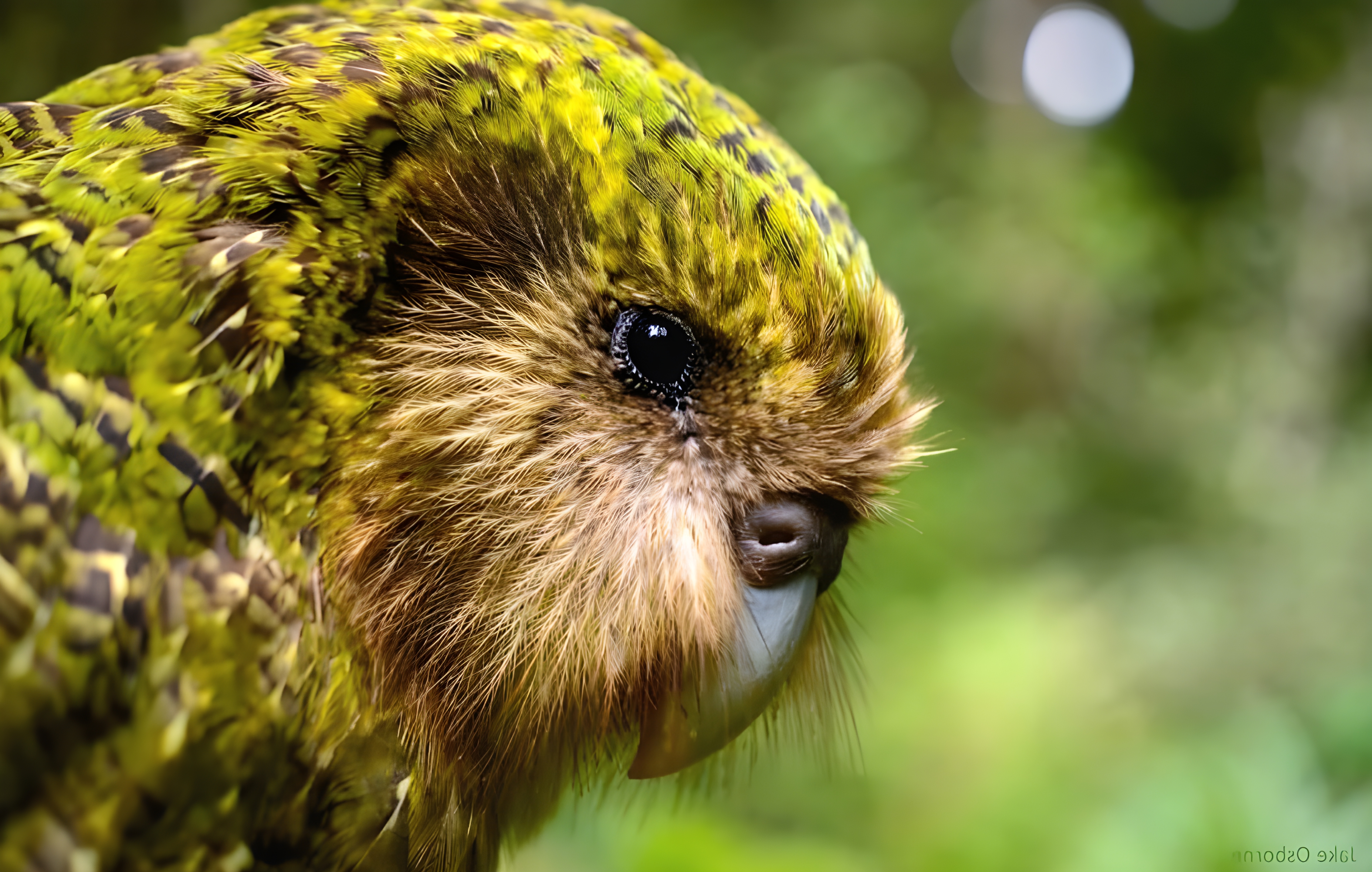 Vaccinating New Zealand’s Rarest Birds Against Bird Flu