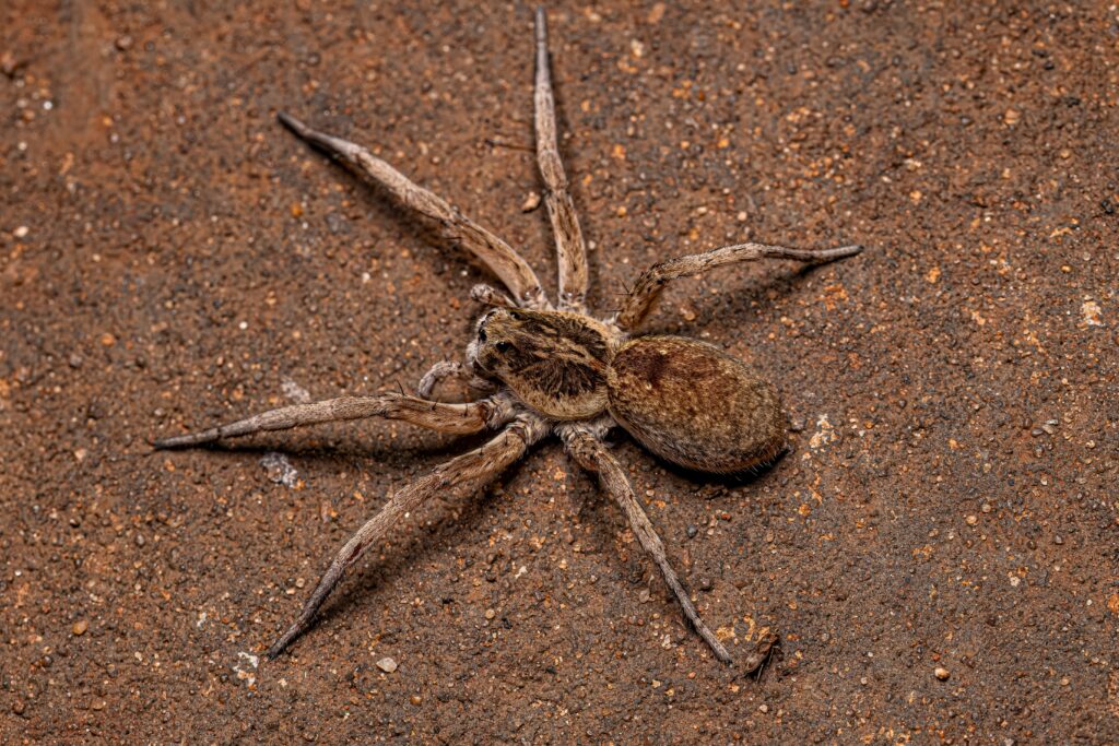 ‘White-knuckled wolf spider’ rediscovered on Isle of Wight after 40 years
