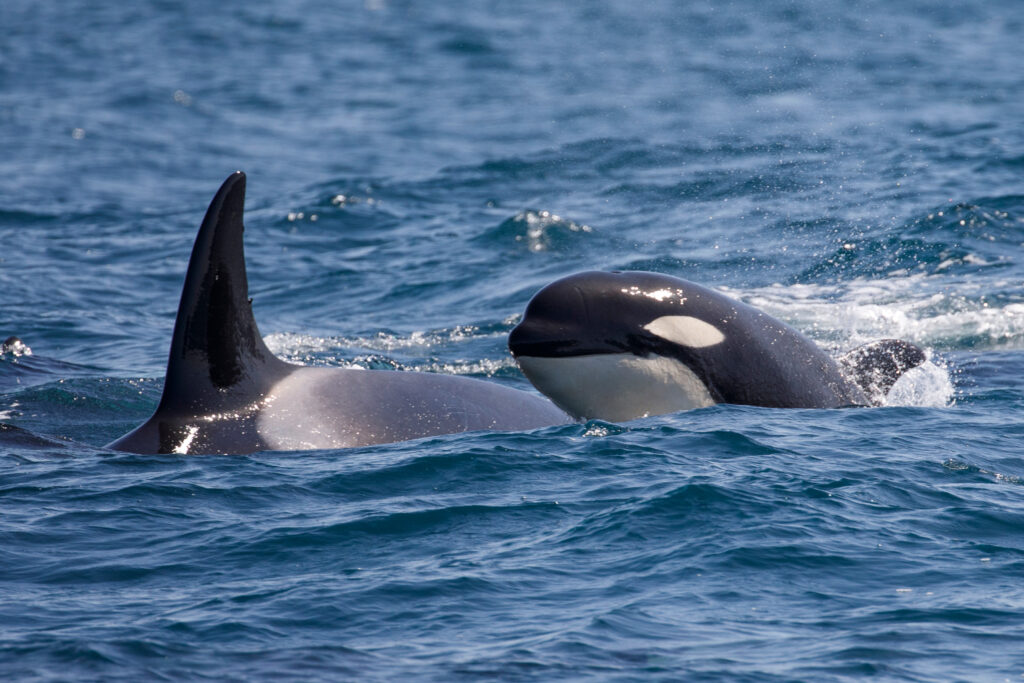 Orcas Team Up With Dolphins to Hunt Salmon, Researchers Discover