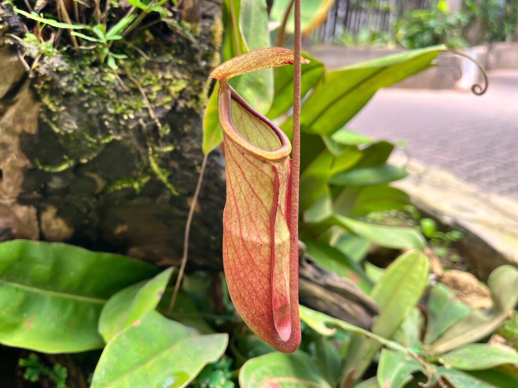 Pitcher plant’s sweet nectar hides a toxic nerve agent