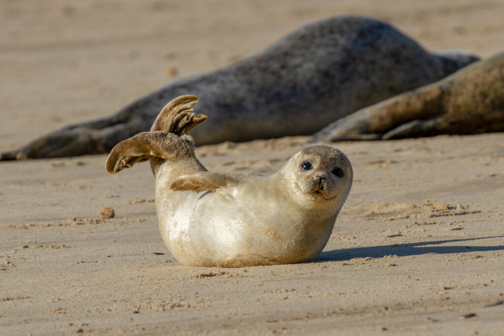 Seal Pup Expressions Delight Visitors at Lincolnshire Reserve