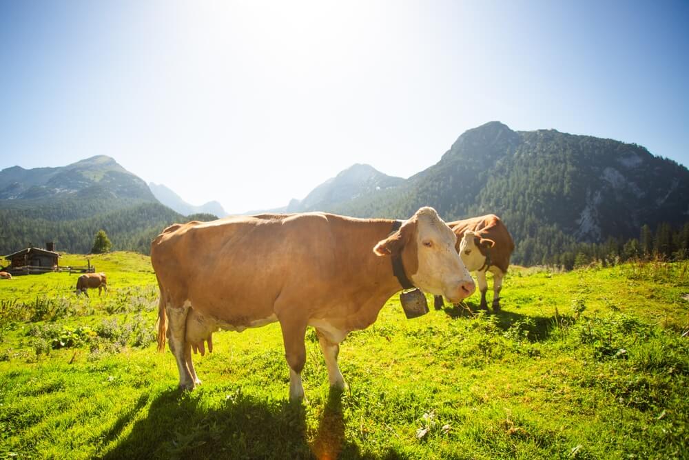 EU criticized for funding beef and lamb far more than plant-based foods